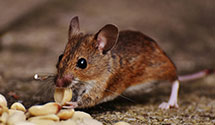 24 Hour & Emergency Exterminators in Somerville, MA